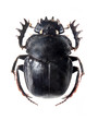 The Scarabaeus -  Dung beetle.
