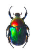 The Scarabaeus -  Dung beetle.