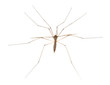 Anopheles mosquito.