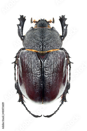 Photo: The Scarabaeus - Dung beetle. The Scarabaeus - Dung beetle.
