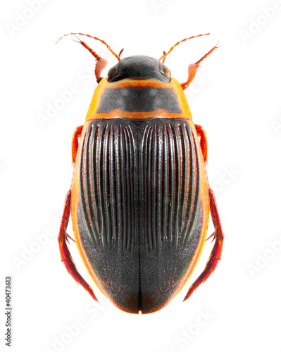 Photo: The great diving beetle (Dytiscus marginalis). The great diving beetle (Dytiscus marginalis).