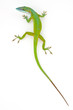 Photo: Carolina anole (Anolis carolinensis, red-throated anole) Carolina anole (Anolis carolinensis, red-throated anole)