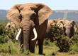 Big tusker elephant
