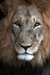 A scar face male lion from South Africa