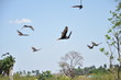 In the sky free flying birds In the sky free flying birds
