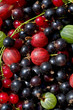 fresh berrys