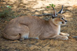 Caracal in Harnas Foundation in Namibia