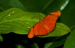 Julia Longwing Butterfly Julia Longwing Butterfly