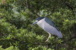 Black-crowned Night Heron