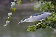 Black-crowned Night Heron