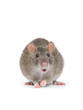 rat