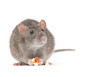 rat