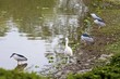 popular birds