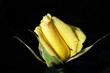 belle fleur sur fond sombre belle fleur sur fond sombre