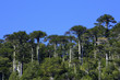 Forêt d'Araucaria - Chili Forêt d'Araucaria - Chili