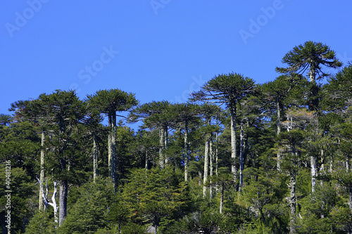 Photo: Forêt d'Araucaria - Chili Forêt d'Araucaria - Chili