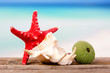 shells and starfish on sand beach shells and starfish on sand beach
