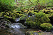 Babbling Brook