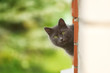 Photo: Curious cat Curious cat