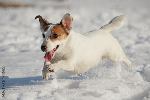 Photo: Jack Russell terrier Jack Russell terrier