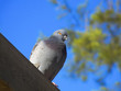 Paloma urbana bajo el cielo azul Paloma urbana bajo el cielo azul