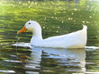 Pato blanco nadando en un estanque Pato blanco nadando en un estanque