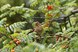 Photo: Vogel Vogel
