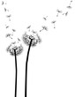 Pusteblume Löwenzahn