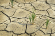 Parched Cornfield During Drought
