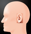 Sense of hearing