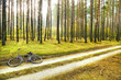 pine forest