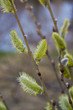 Willow