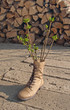 Spring Boot