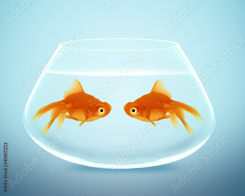 Photo: Two goldfish falling in love Two goldfish falling in love