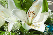 lys blanc