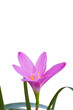 Fairy Lily flower