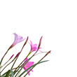 Fairy Lily flowers