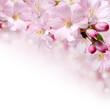 Spring flowers design border background