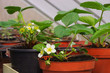 Photo en ligne au meilleur prix Erdbeerpflanze - strawberry plant 01
