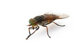 Gadfly against a white background