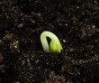 Seedling
