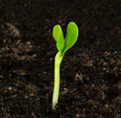 Seedling