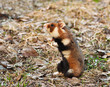 European hamster against a natural background