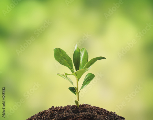 Foto: Small plant on pile of soil, part of it reflected Small plant on pile of soil, part of it reflected
