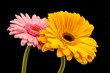 Blumen