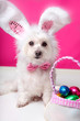 Easter dog with bunny ears and eggs Easter dog with bunny ears and eggs