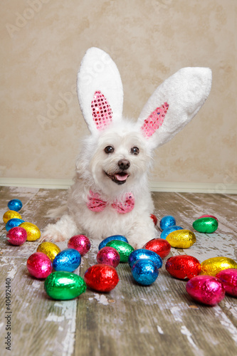 Photo: Easter bunny dog with chocolate easter eggs Easter bunny dog with chocolate easter eggs