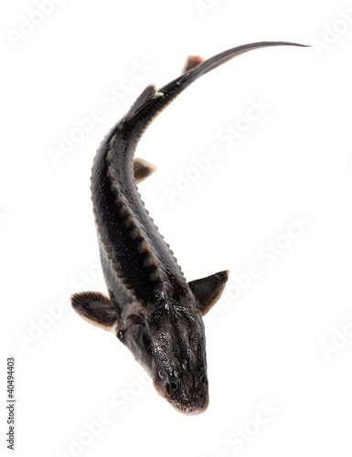 Photo: Sterlet fish isolated on white background Sterlet fish isolated on white background