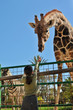 A Young Girl Feeding Giraffe at the Zoo