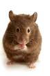 Brown mouse